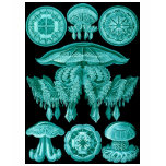 Jellyfish Tee Shirts