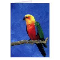 Jenday conure blank card
