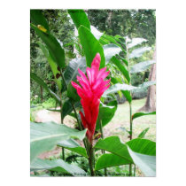 Jengibre rojo (red ginger) posters