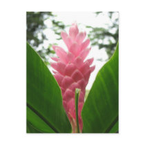 Jengibre rosado (pink ginger) postcards