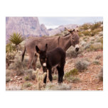 Jenny’s Foal Postcards