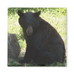 Jerry's Backyard Bear Magnets