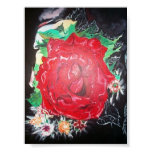 flowers, rose, garden, queens, new, york