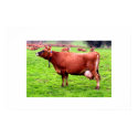 JERSEY COW IN JERSEY posters