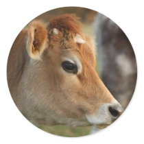 Jersey Cow stickers by eggraphy Jersey Cow stickers