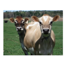 Jersey cows post card