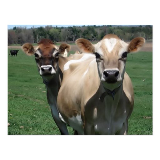 Jersey cows post card