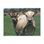 Jersey cows post card