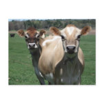 Jersey cows post card