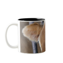 Jersey dairy cow with head in head lock. mug