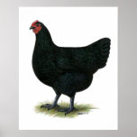Jersey Giant:  Black Hen posters