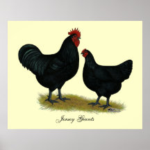 Jersey Giant Chickens Print