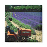 Jersey lavender farm, Jersey Channel Islands, Engl Fridge Magnets