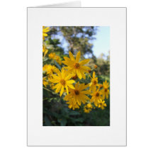 Jerusalem Artichoke Flowers Cards