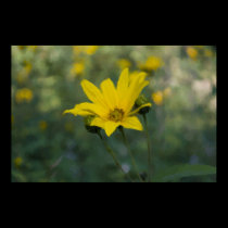Jerusalem Artichoke framed print posters