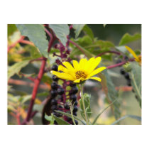 Jerusalem Artichoke posters by SafireLady Jerusalem Artichoke posters