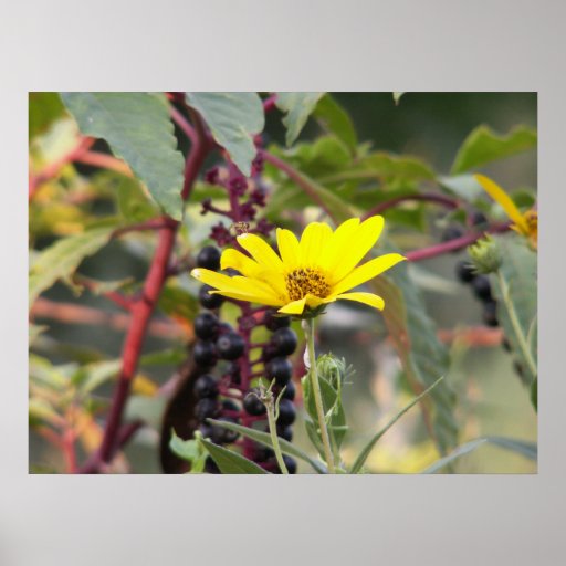 Jerusalem Artichoke Print