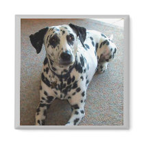 Jessica the Wonder Dog! magnets
