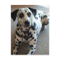 Jessica the Wonder Dog! postcards by Clarence_Jones Jessica the Wonder Dog! postcards