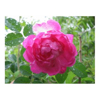 Jessie's Unknown Old Rose print