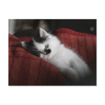 Jessy Jane - postcard by pencilhorse Jessy Jane - postcard
