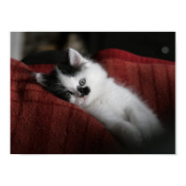 Jessy Jane - Small Poster posters by pencilhorse Jessy Jane - Small Poster posters