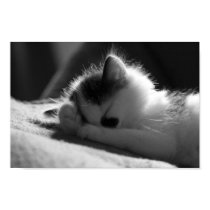 Jessy Jane - Small poster posters by pencilhorse Jessy Jane - Small poster posters