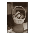 Jesus in a Basket posters by tedadams Jesus in a Basket posters