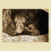 Jewel 2012 Card cards
