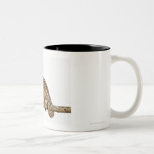 Jewelled chameleon, Campan's chameleon Mugs