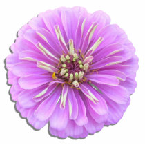 Jewelry - Pin - Lilac Zinnia Photo Sculpture