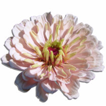 Jewelry - Pin - Palest Pink Zinnia Photo Cut Out