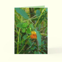 Jewelweed cards by MoiraAshleigh Jewelweed cards