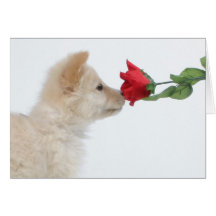 Jia Li's Rose Greeting Cards