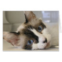 Jillie cards by okcshelter Jillie cards