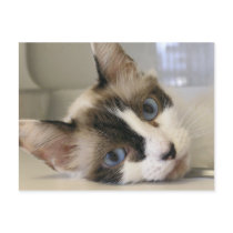 Jillie postcards