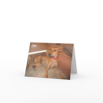Jim:  Runs and jumps, refuses to be contained! cards