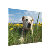 Jimmy in the Grass Stretched Canvas Print