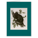 JJ Audubon - Canada Porcupine cards