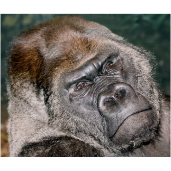 Jo Jo 1 Mousepad mousepad