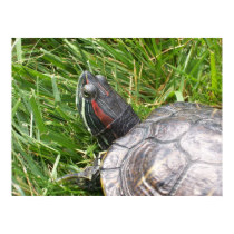 Jo the Turtle posters