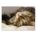 Jody cards by okcshelter Jody cards