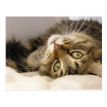 Jody Post Card