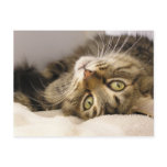 Jody Post Card
