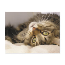 Jody postcards