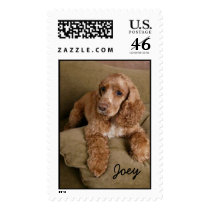 Joey Cocker Spaniel postage