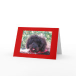 Joey  "Thank You" cards