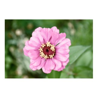 Johann's Beauty print