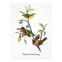 John Audubon Painted Bunting Print Personalized Invite