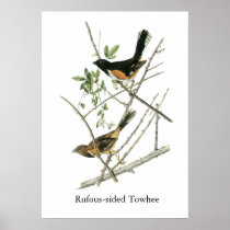 John Audubon Rufous-sided Towhee Poster
